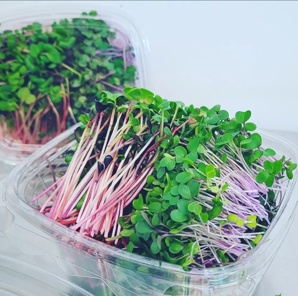 Fresh microgreens